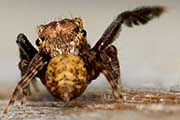 Jumping Spider (Neon australis) (Neon australis)